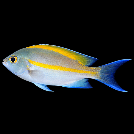 Genicanthus bellus (Bellus keizersvis) (man)