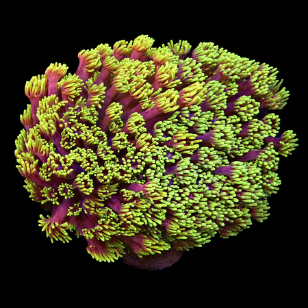  Goniopora Mastergrade Red / Yellow  WYSIWYG (1771103986107)