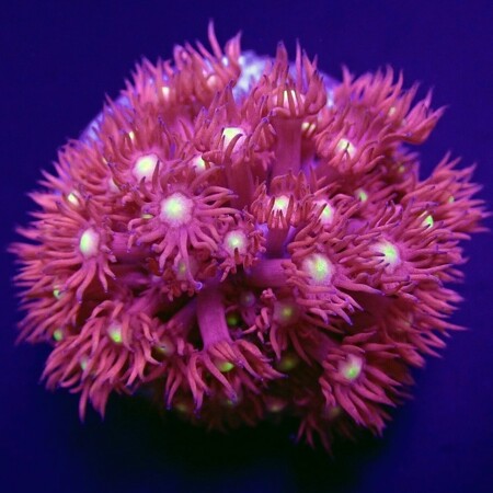 Goniopora spp. (Red) (Yellow-Green Center) Frag (2-3 cm)