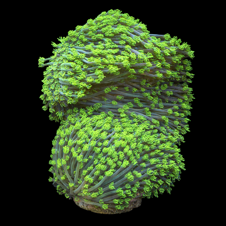 Goniopora Ultra Green XXXXL (Ong. 25+ cm) WYSIWYG (1784810192490)