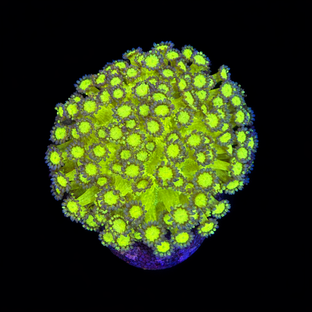Goniopora Ultra M (Ong. 6-7 cm) WYSIWYG (1783885459651)