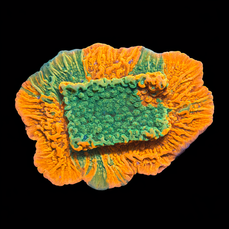 Grafted Montipora S (Ong. 4-5 cm) WYSIWYG (1783884583296)