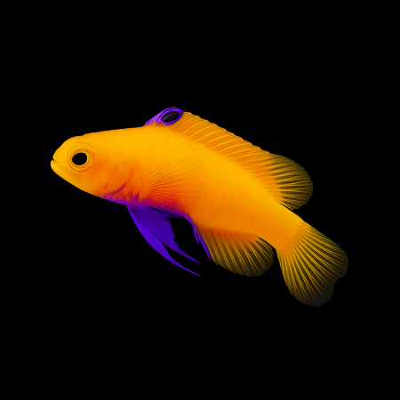Gramma dejongi (2,5-3 cm) - DJM Bred