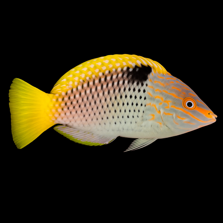 Halichoeres hortulanus (Checkerboard wrasse)