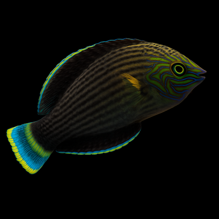 Halichoeres marginatus (Dusky wrasse)