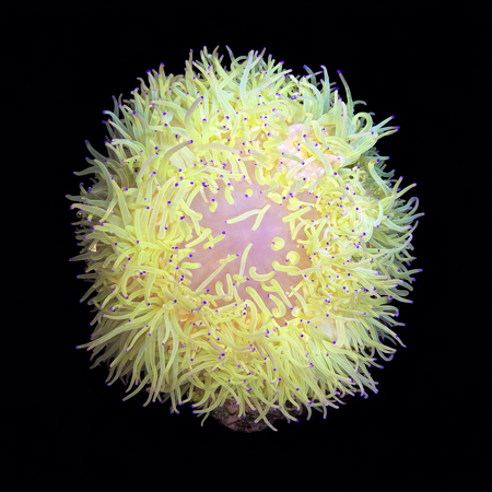 Heteractis Malu Geel / Wit XXL (Ong. 15+ cm) WYSIWYG (1773332914511)