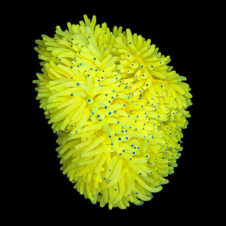 Heteractis Malu Geel XXL (Ong. 15+ cm) WYSIWYG (1773332907150)