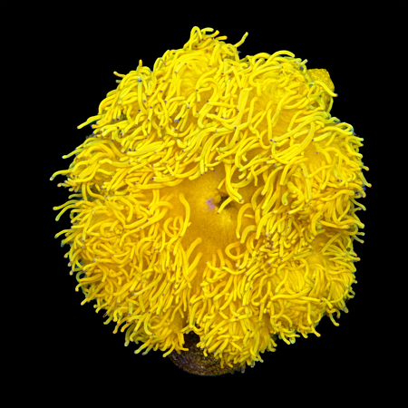 Heteractis Malu Geel XXL (Ong. 15+ cm) WYSIWYG (1773332909029)