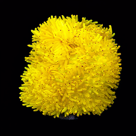 Heteractis Malu Geel XXL (Ong. 15+ cm) WYSIWYG (1773332912663)