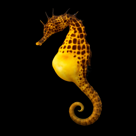 Hippocampus abdominalis (Big Belly Seahorse) - DJM Bred