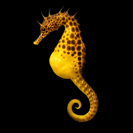 Hippocampus abdominalis - DJM Bred