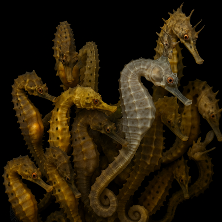 Hippocampus abdominalis (female) - Tand Bred (Temperate water)