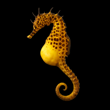 Hippocampus abdominalis (man) - Tank Bred (Temperate water)
