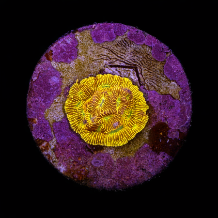 Leptoseris JF Jack-o-Lantenr Frag (Ong. 2-3 cm) WYSIWYG (1784405713670)