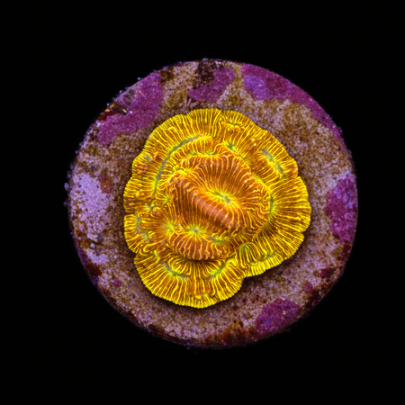 Leptoseris JF Jack-o-Lantern Frag (Ong. 2-3 cm) WYSIWYG (1784405706088)