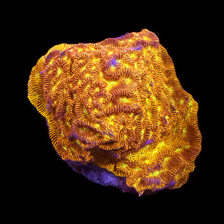 Leptoseris JF Jack-o-Lantern M (Ong. 6-7 cm) WYSIWYG (1784405735137)