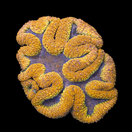 Lobophyllia orange/yellow rim XL (Ong. 10-12 cm) WYSIWYG (1784404770271)