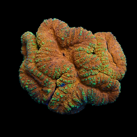 Lobophyllia Red/yellow rims XL (Ong. 10-12 cm) WYSIWYG (1778573347934)