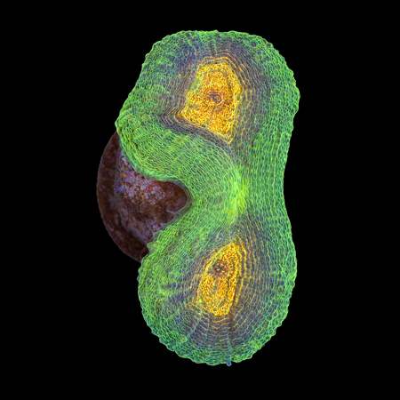 Lobophyllia S (Ong. 4-5 cm) WYSIWYG (1783885335433)