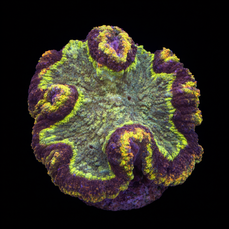 Lobophyllia Special XL (Ong. 10-12 cm) WYSIWYG (1784809972410)