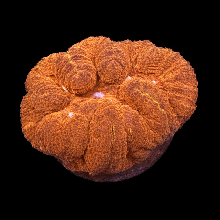 Lobophyllia Ultra M (Ong. 6-7 cm) WYSIWYG (1784130500457)