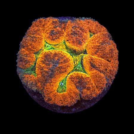 Lobophyllia Ultra M (Ong. 6-7 cm) WYSIWYG (1784130503595)