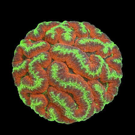 Lobophyllia Ultra Red/Green XL (Ong. 10-12 cm) WYSIWYG (1784404657568)