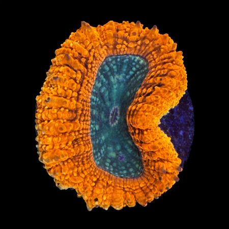 Lobophyllia Ultra S (Ong. 4-5 cm) WYSIWYG (1783883935848)