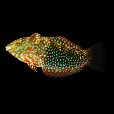 Macropharyngodon ornatus (False Leopard Wrasse)