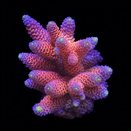 Millepora Pink M (Ong. 6-7 cm) WYSIWYG (1773333246226)