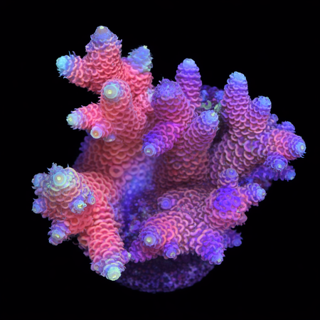 Millepora Pink / Twee kleuren M (Ong. 6-7 cm) WYSIWYG (1773333269815)