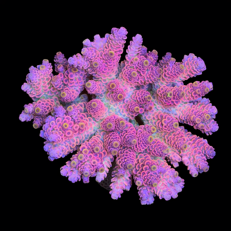 Millepora Rainbow L (Ong. 8-9 cm) WYSIWYG (1773439317518)