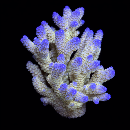 Millepora Rainbow L (Ong. 8-9 cm) WYSIWYG (1773439386365)