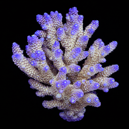 Millepora Rainbow L (Ong. 8-9 cm) WYSIWYG (1773439444232)