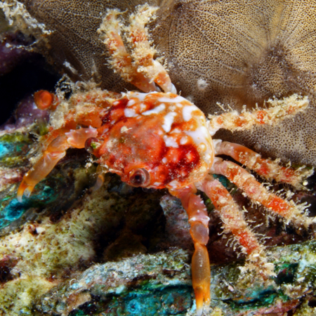 Mithrax / Emerald Krab (Ruby)
