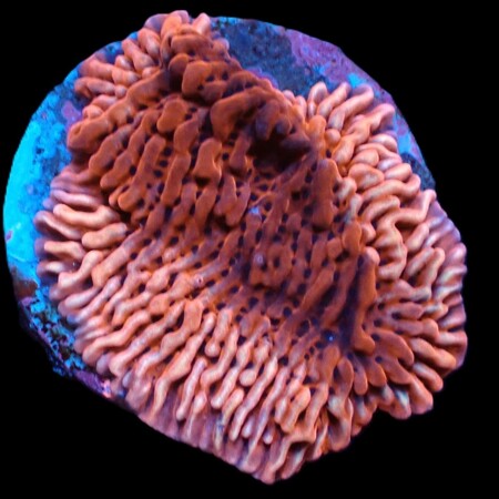 Montipora Danae (JF Mean Streak)