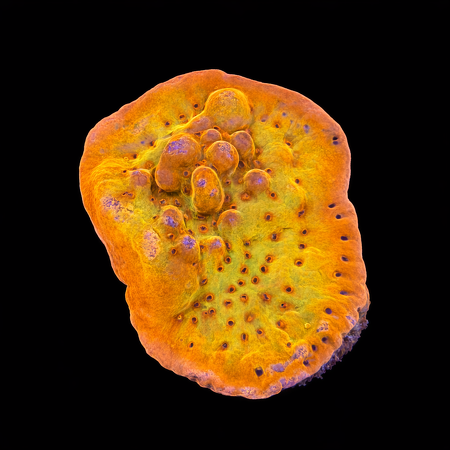 Montipora Flaming Phoenix Frag (Ong. 2-3 cm) WYSIWYG (1784406119138)