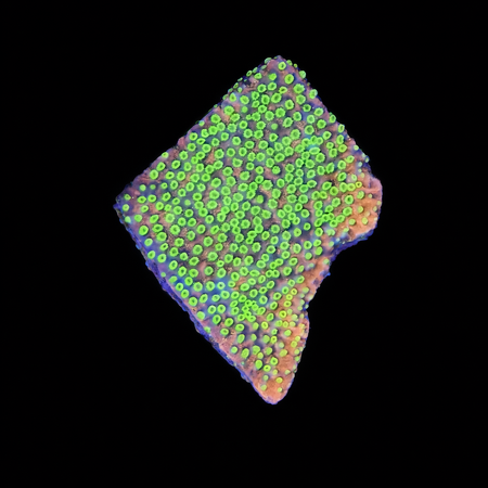 Montipora Gold Rush Frag (Ong. 2-3 cm) WYSIWYG (1773438906105)