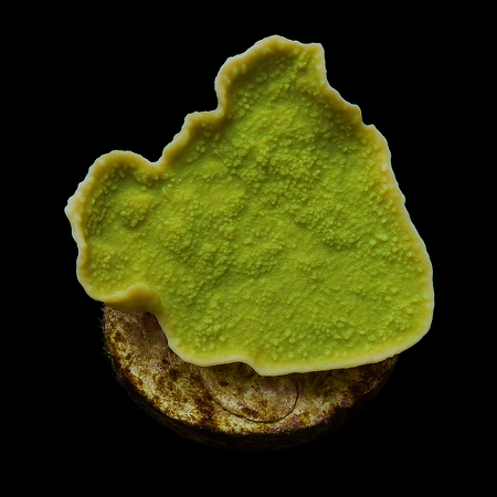Montipora (Laminar) DJM kweek Frag (Groen)
