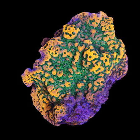 Montipora Special S (Ong. 4-5 cm) WYSIWYG (1773438957089)