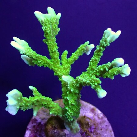 Montipora stellata Ultra Green Frag (Ong. 2-3 cm)