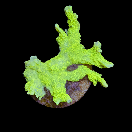 Montipora stellata Ultra Green Frag (Ong. 2-3 cm) WYSIWYG (1773438566332)