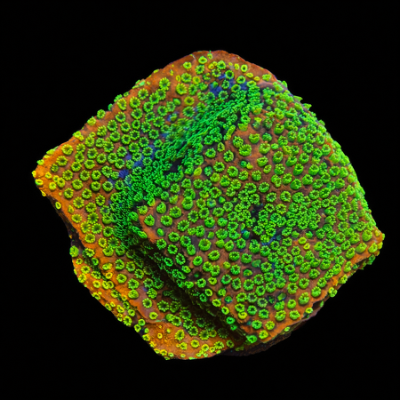 Montipora Sunset Frag (Ong. 2-3 cm) WYSIWYG (1784405421337)