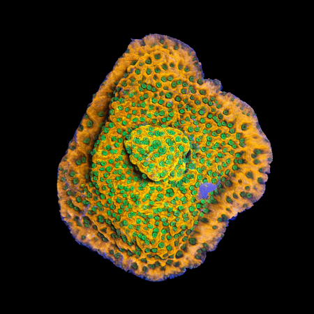 Montipora Sunset Frag (Ong. 2-3 cm) WYSIWYG (1784405457201)