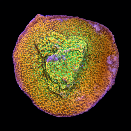 Montipora Sunset M (Ong. 6-7 cm) WYSIWYG (1784405376117)