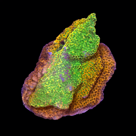 Montipora Sunset M (Ong. 6-7 cm) WYSIWYG (1784405437434)