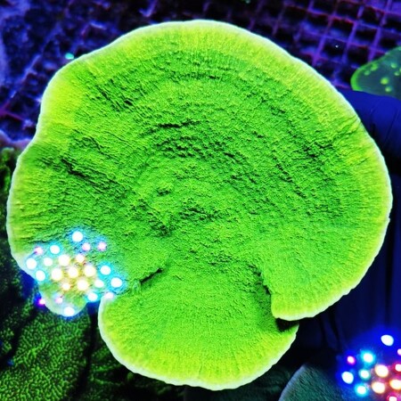 Montipora Ultra / Neon Groen