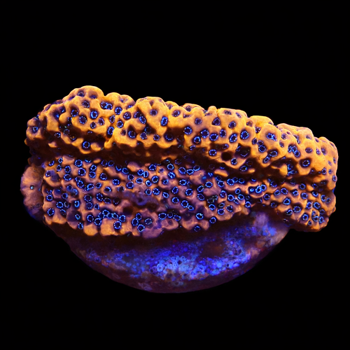 Montipora WWC Dragon Fruit Frag (Ong. 2-3 cm) WYSIWYG (1771141055056)
