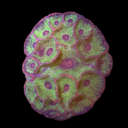 Moseleya latistellata XL (Ong. 10-12 cm) WYSIWYG (1784405970769)