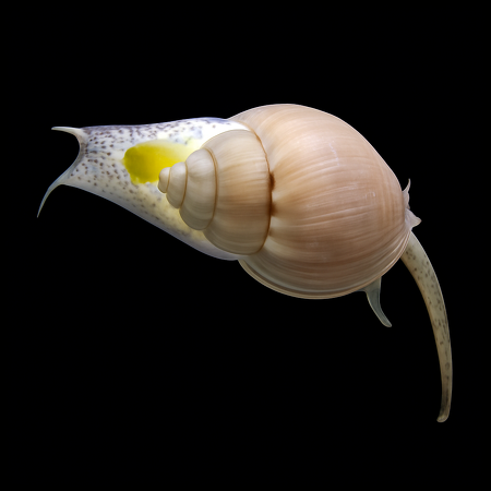 Nassarius grephiterus (Modderkruiper of mud snail)
